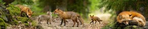 Кухонный фартук Фауна 005 МДФ матовый (3000) Fauna в Невьянске - nevyansk.ok-mebel.com | фото